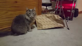 Funny Cat video! Fina vs Paper bag!