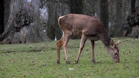 nature Hidden🦌