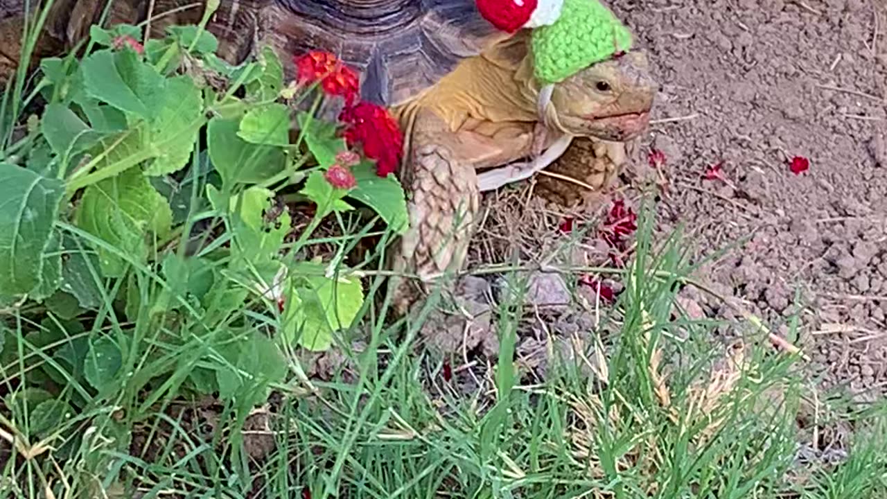 Larry Stops to smell the flowers.