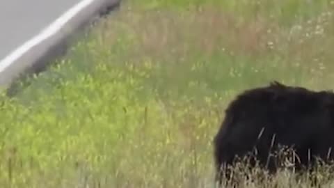 Tourists sprint towards a family of bears, causing them to run off