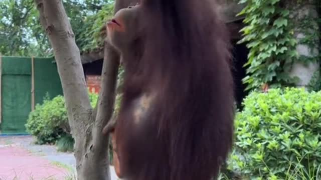 Little monkey grape