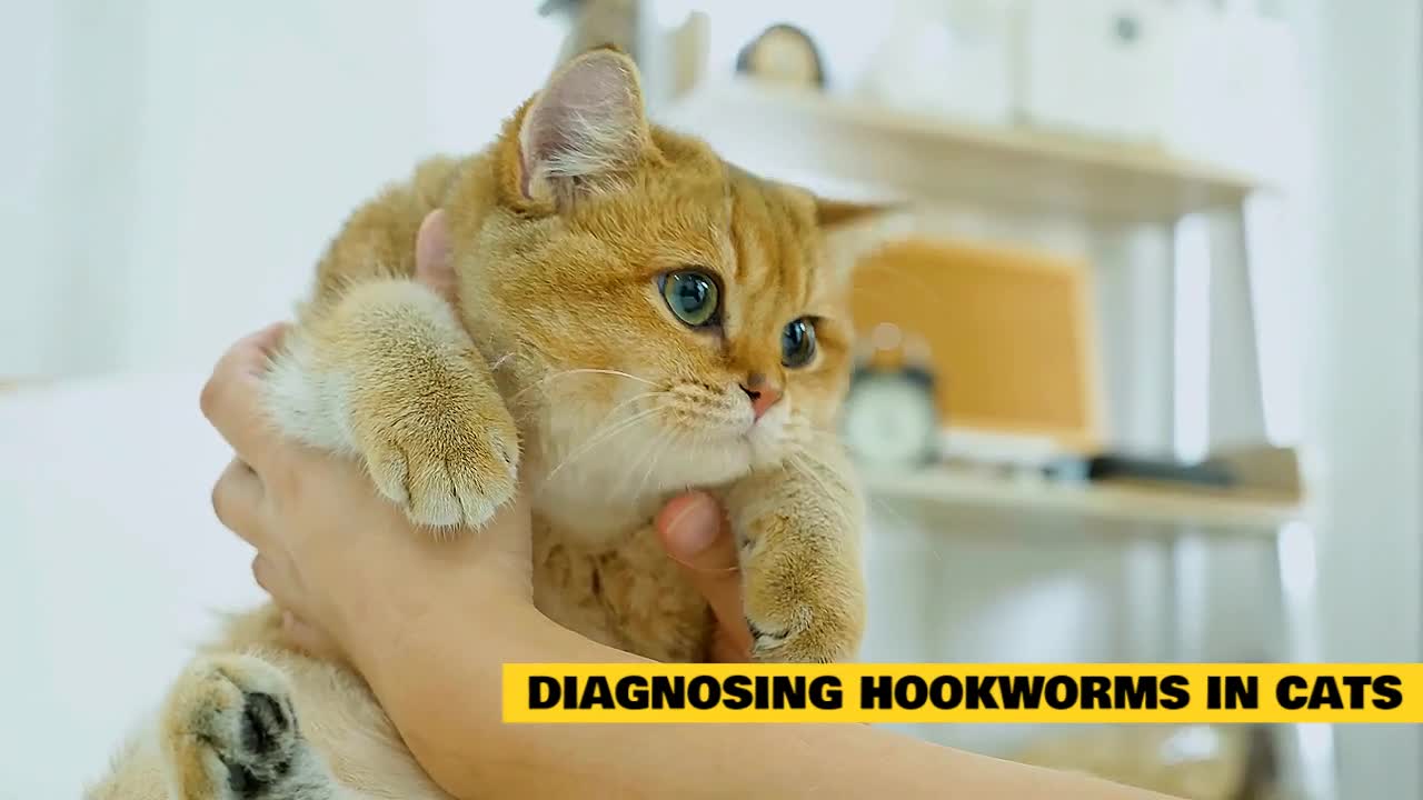 How to know if your Cat has Hookworms!?