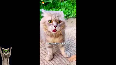 New Funny Animals Video 2023 | Funniest Cats and Dogs Videos