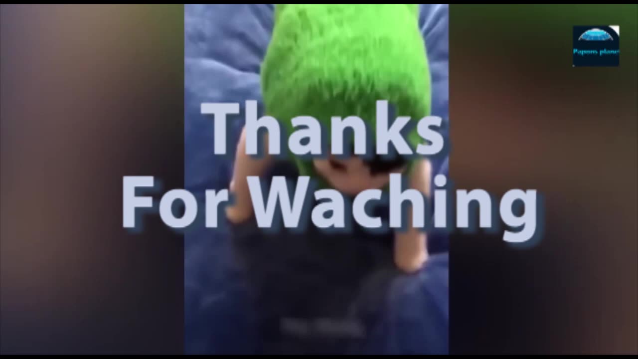 Funny Animal Videos