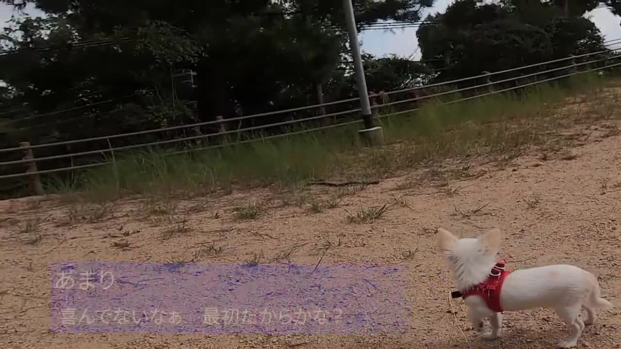 真っ白チワワのミニちゃん 初めての公園散歩