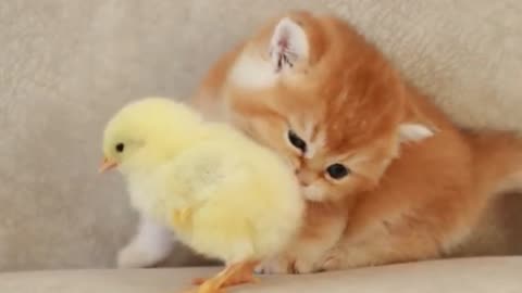 Kitten walk with a tiny chiken