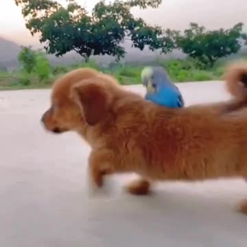 Amazing Funny Animals! make you Laugh