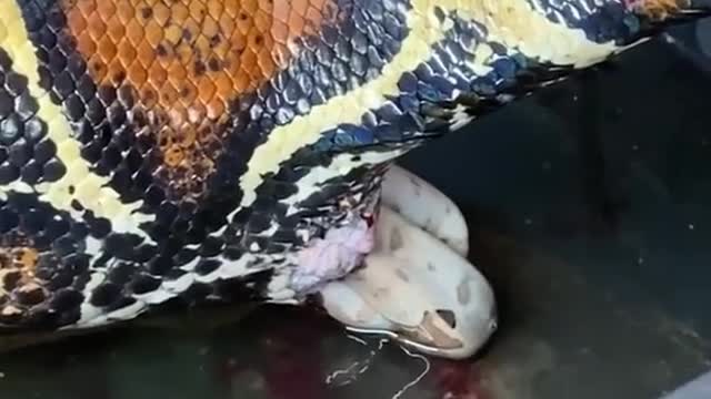 Ever seen a snake give birth