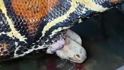 Ever seen a snake give birth