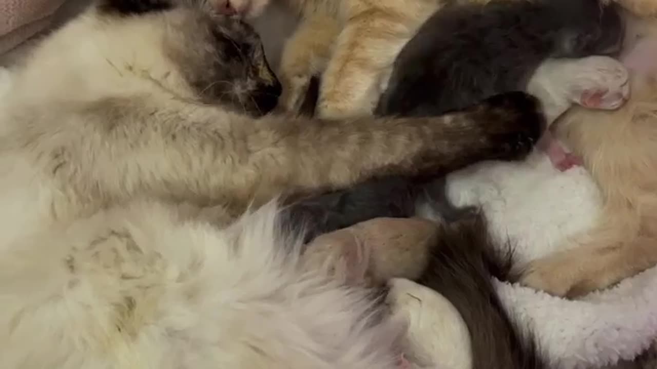 Bonded Queens Raise Kittens Together