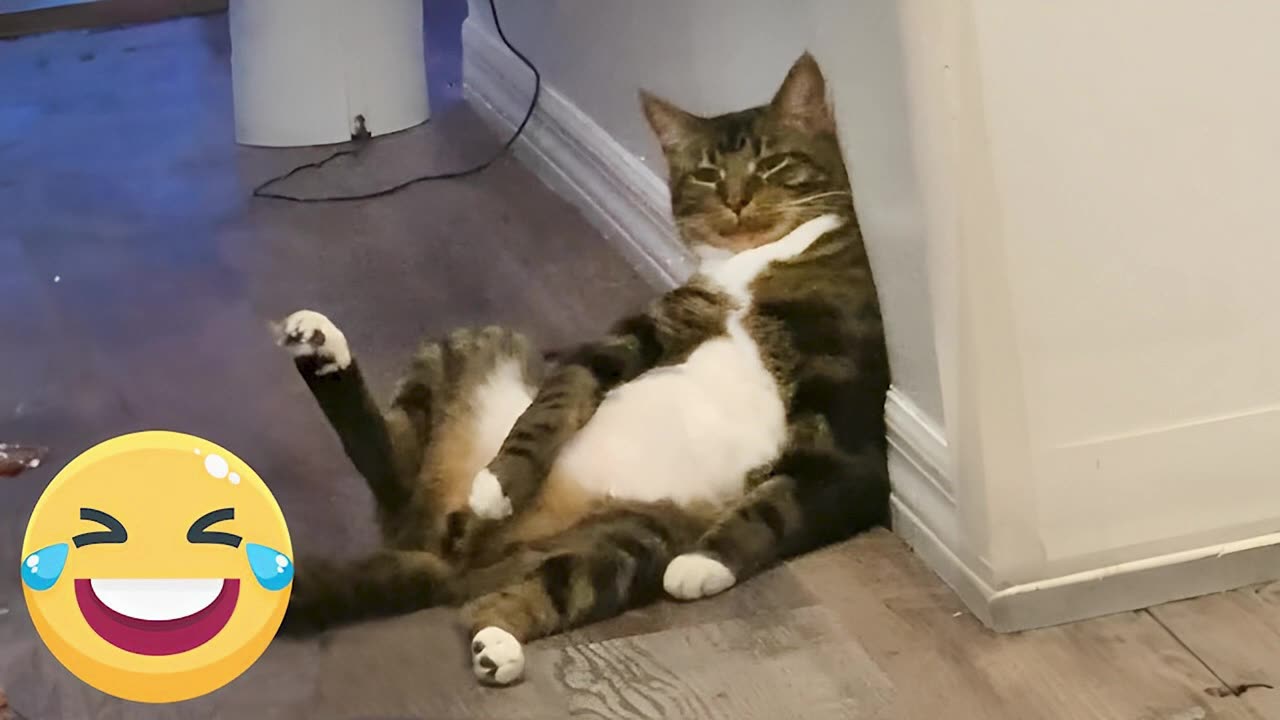 Funny animals