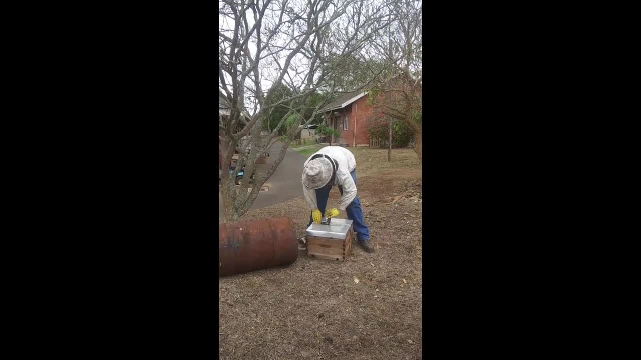 3rd bee removal 2019