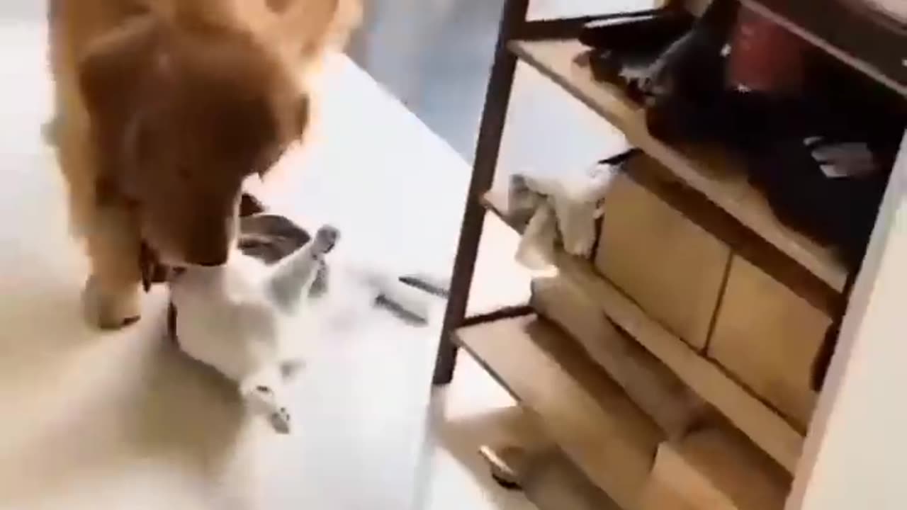 Funny cats and dogs