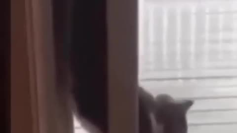 Funny_cat_Cute_Animals