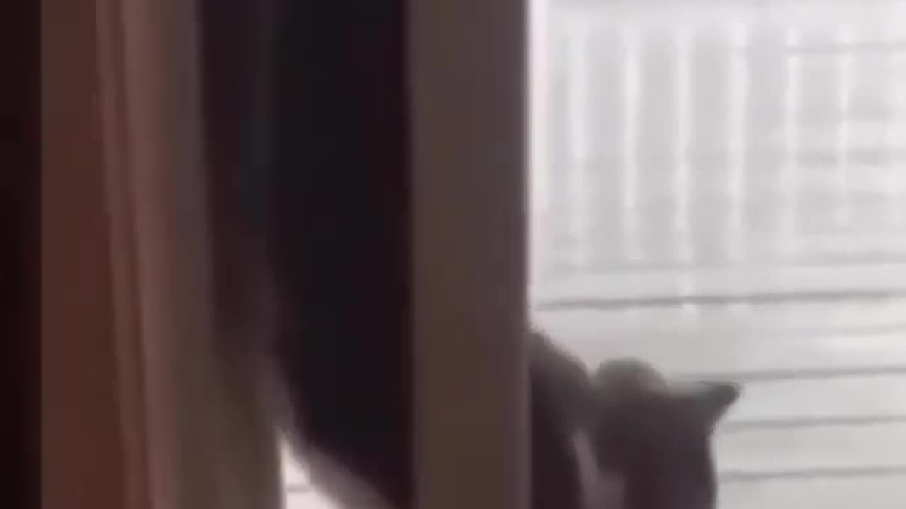 Funny_cat_Cute_Animals