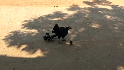 hen with Chicks