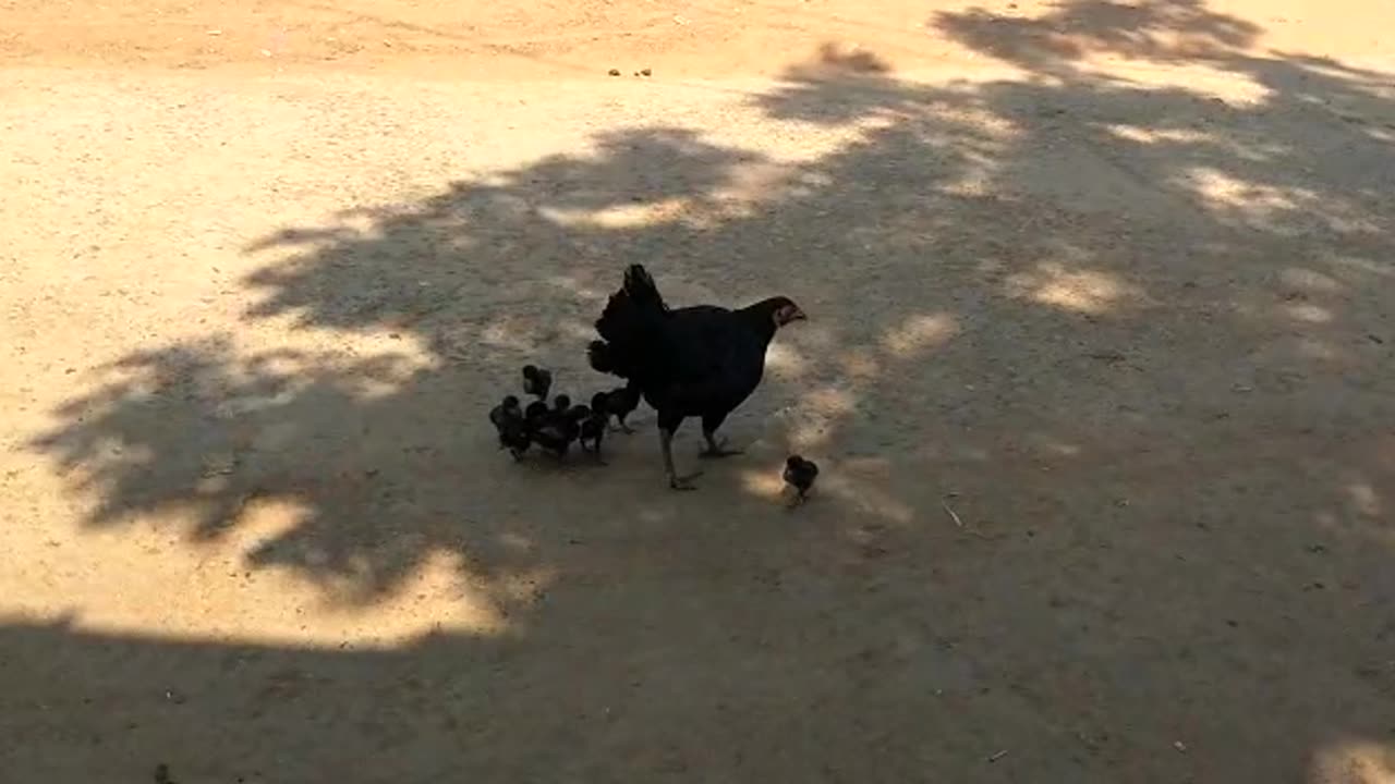hen with Chicks