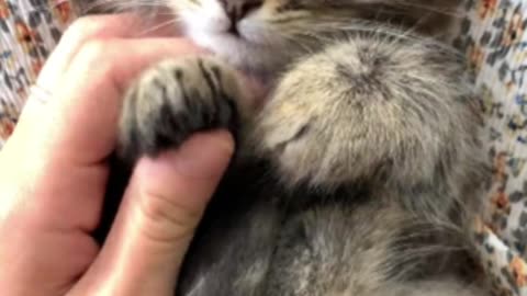 Cute cats - Cute and Funny Cat Videos Compilation #01 | Animaluniverse2