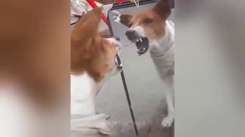 lol