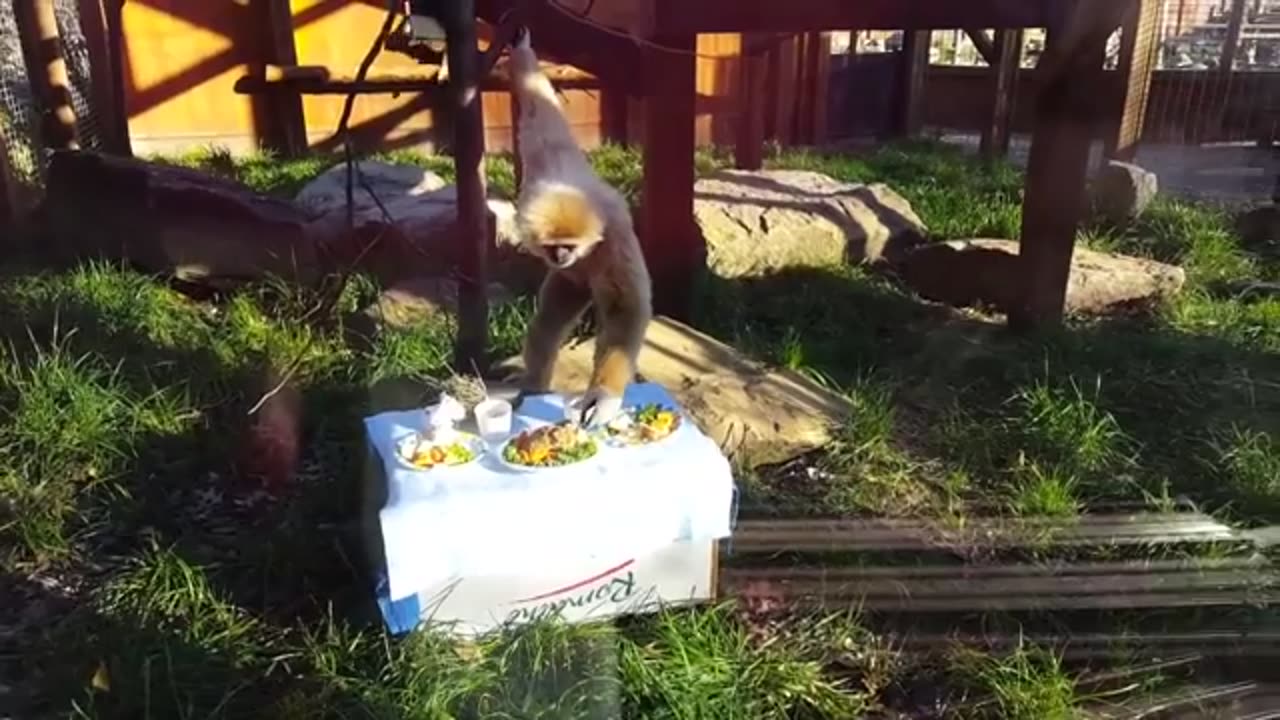 Cute gibbons playing and claiming