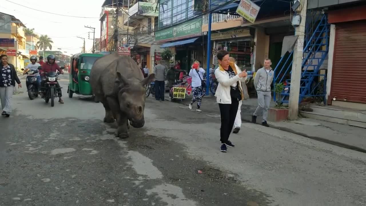 Wild rhino at the street of sauraha