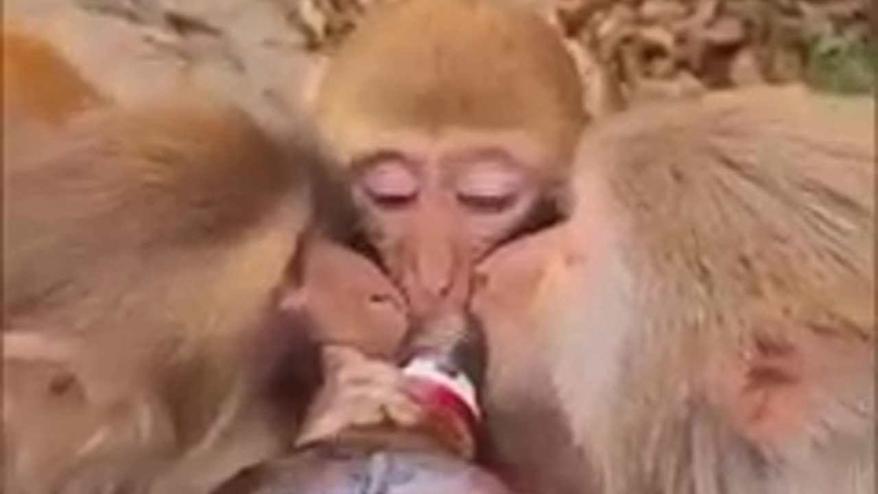 Funny videos/Drunk monkeys 🐒