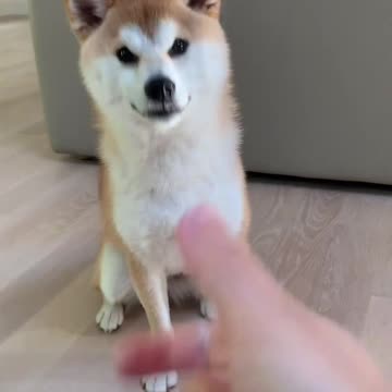 Good skills dog 🐶 Joy Funny Factory