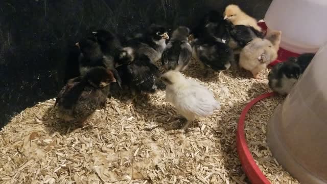 Baby Chicks - 2 weeks old