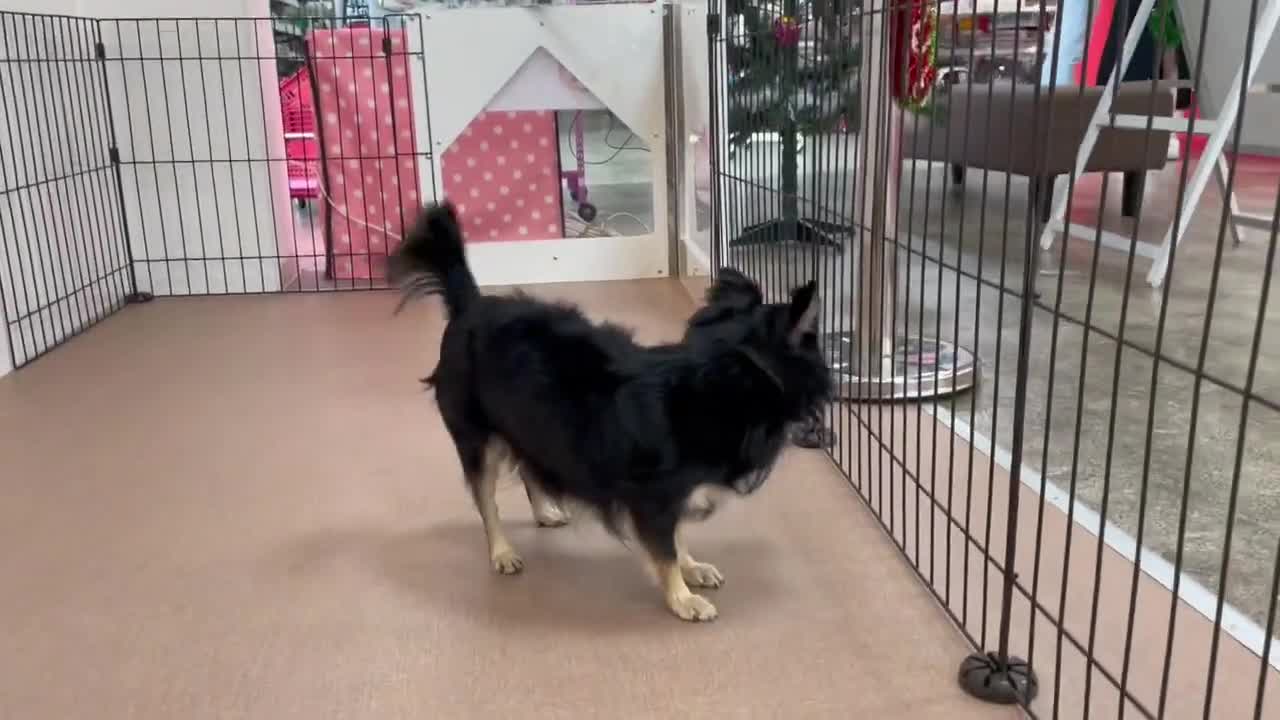 チワワ