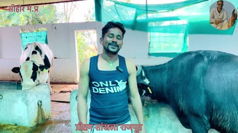 पशुपालन मैं होने वाली सबसे बड़ी समस्या / पशु गाभिन होने की समस्या / buffalo pregnant nahi ho raha h