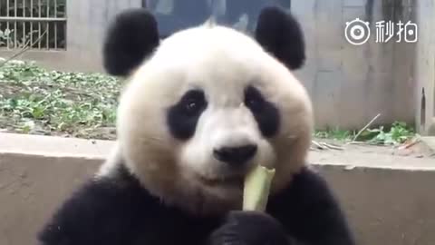 Panda Eating - ASMR 2022