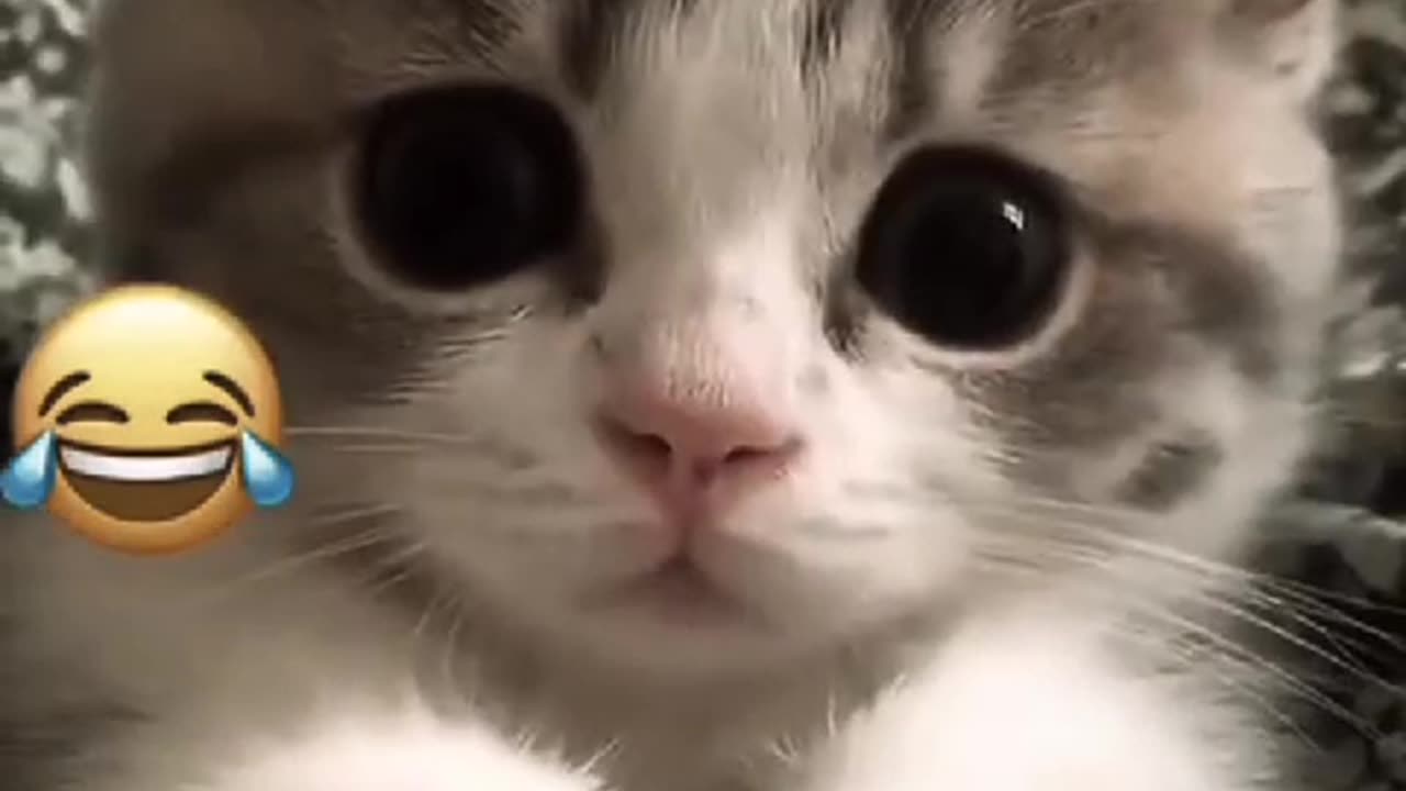 "Laughing with the Animal Kingdom: Hilarious Moments Caught on Camera"