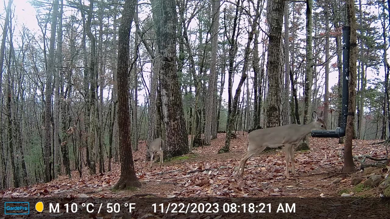 The Woods – 11/22/2023