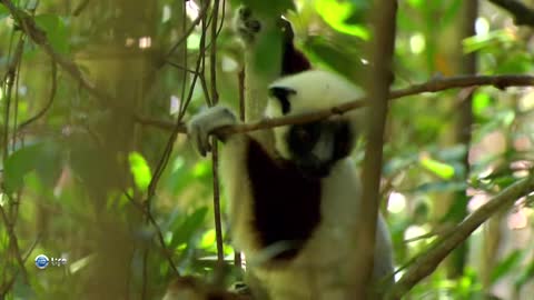 A man tries to talk to a lemur in his language