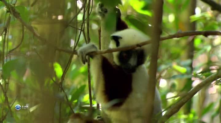 A man tries to talk to a lemur in his language