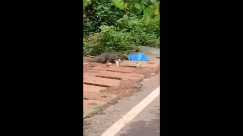 Mongoose vs snake fighting on road side.