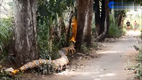funny video compilation..