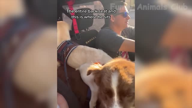 Funny Animal Videos 2022 π - Funniest Cats And Dogs Videos πΊπ #21