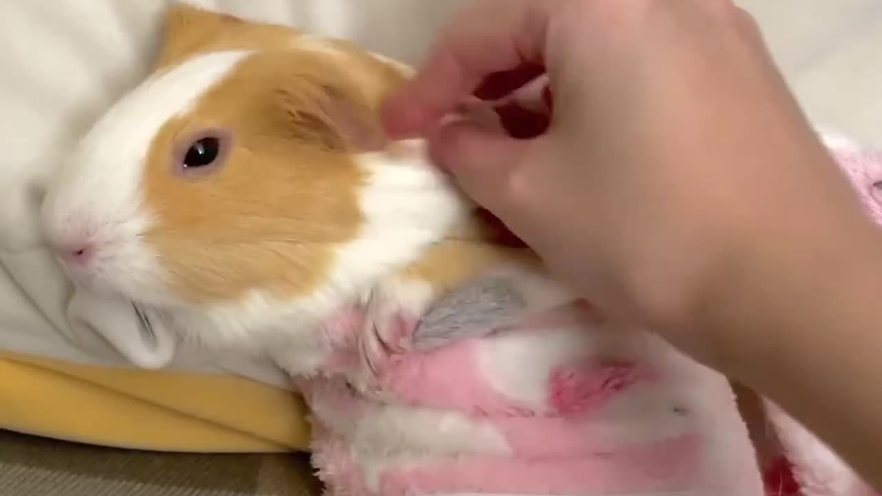 Asmr guinea pig