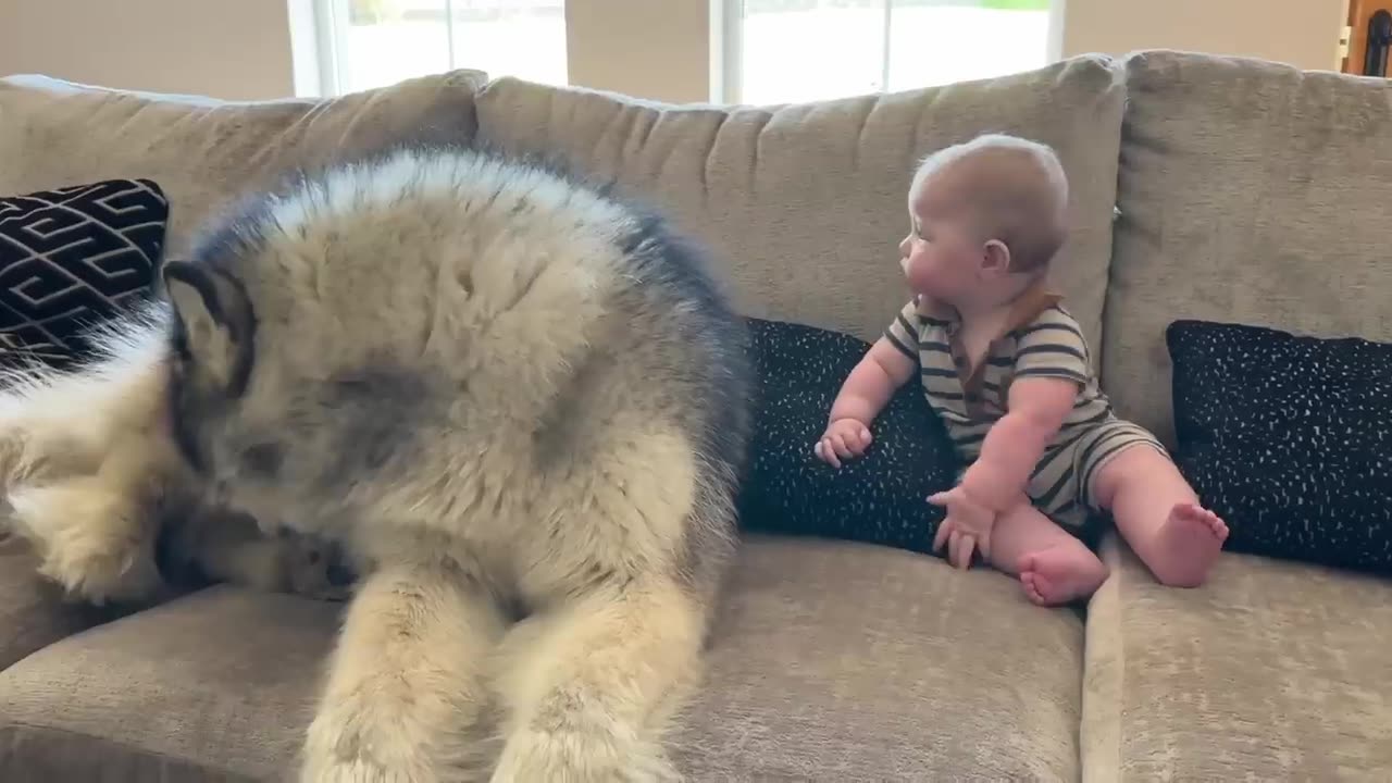 Alaskan Malamute Always Protects Baby From Danger! (Cutest Ever!!)