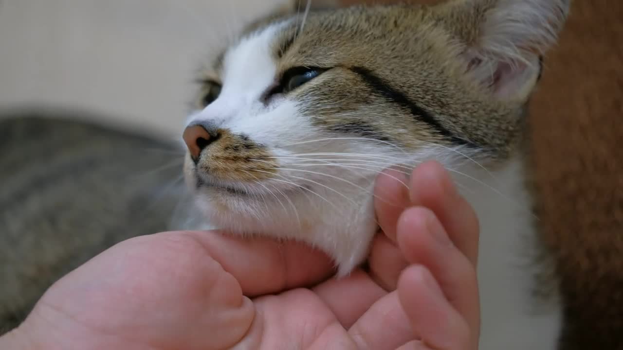 Petting a cute cat, close up