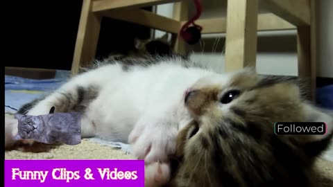 Cute Baby Cats playing | Baby Cats video clips