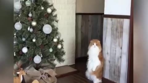 Funny Cat Videos