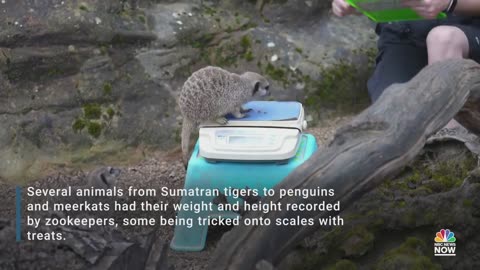 London Zoo holds annual weigh-in for animals