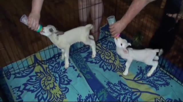 Baby lambs bottle feeding