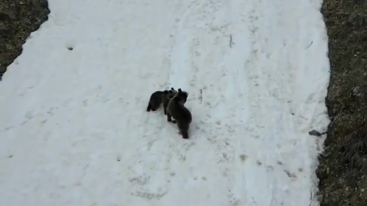 Bear enjoying the snow