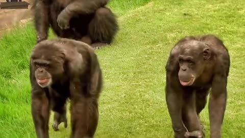 Chimpanzees Playing