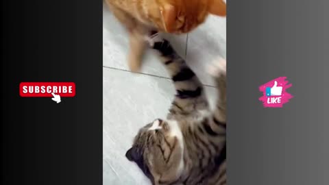 Funny Cats (Compilation)