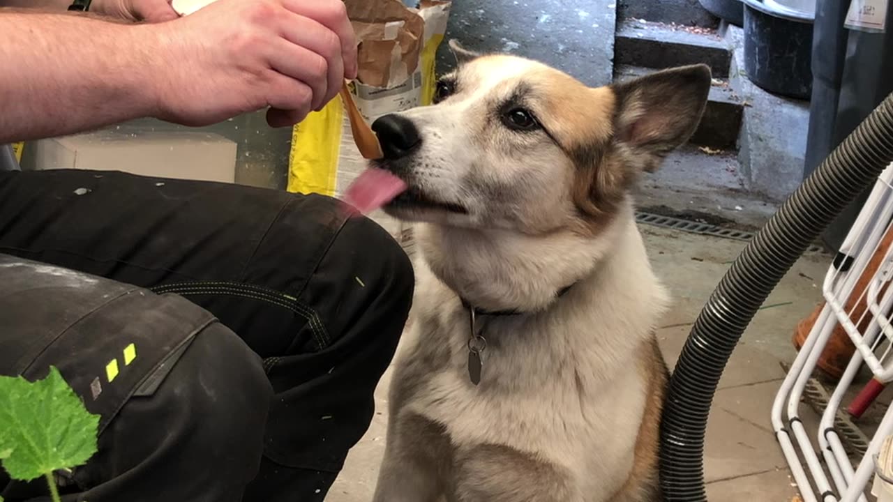 Buddy enjoys his ice cream!