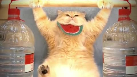 Cat gym 02 #fact #cat #funny cat #cat lover #shorts #viral